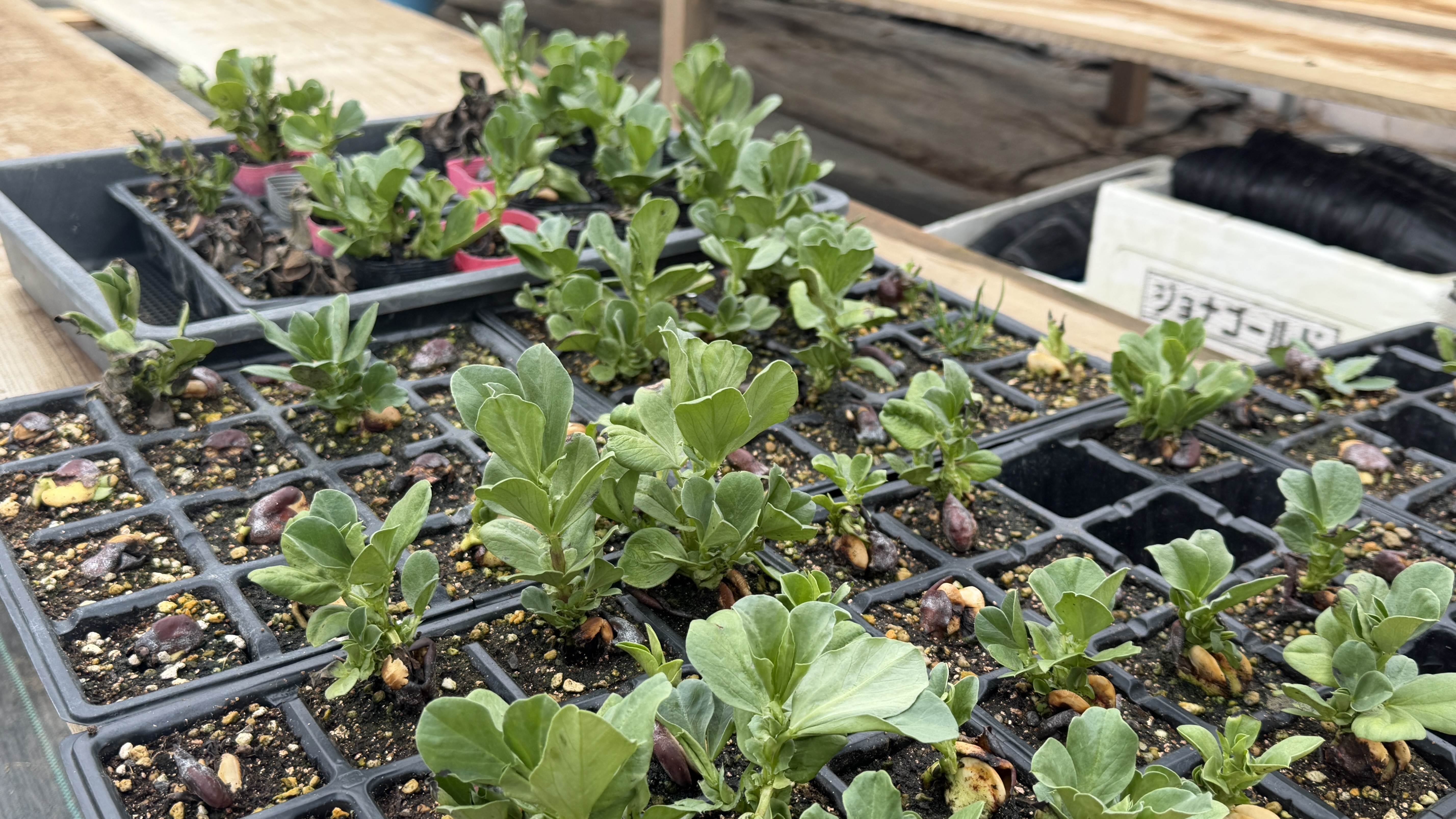 こだわり農家さんとの取り組み